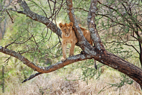 cucciolo di leone sull'albero. Tanzania