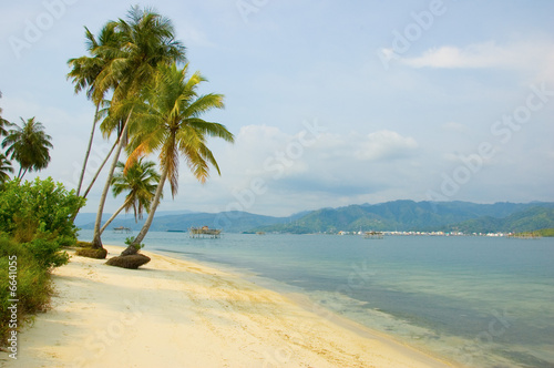 Palm on island