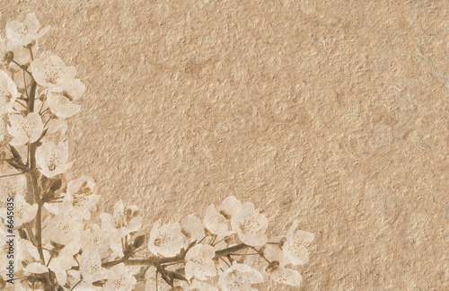 Plum-tree branck covered with flowers in grunge illustration