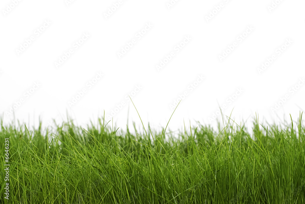 Obraz premium dark green grass