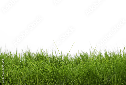 dark green grass