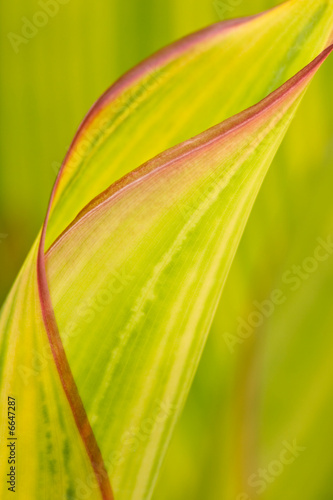 Unfurling Leaf Forms Abstract Pattern