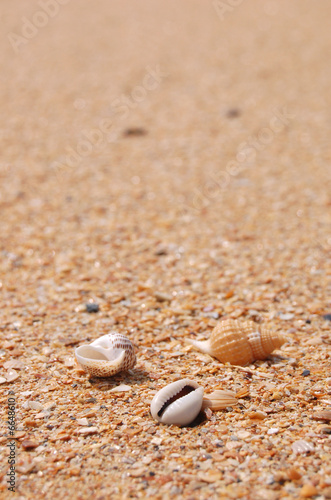 Fotografie shells