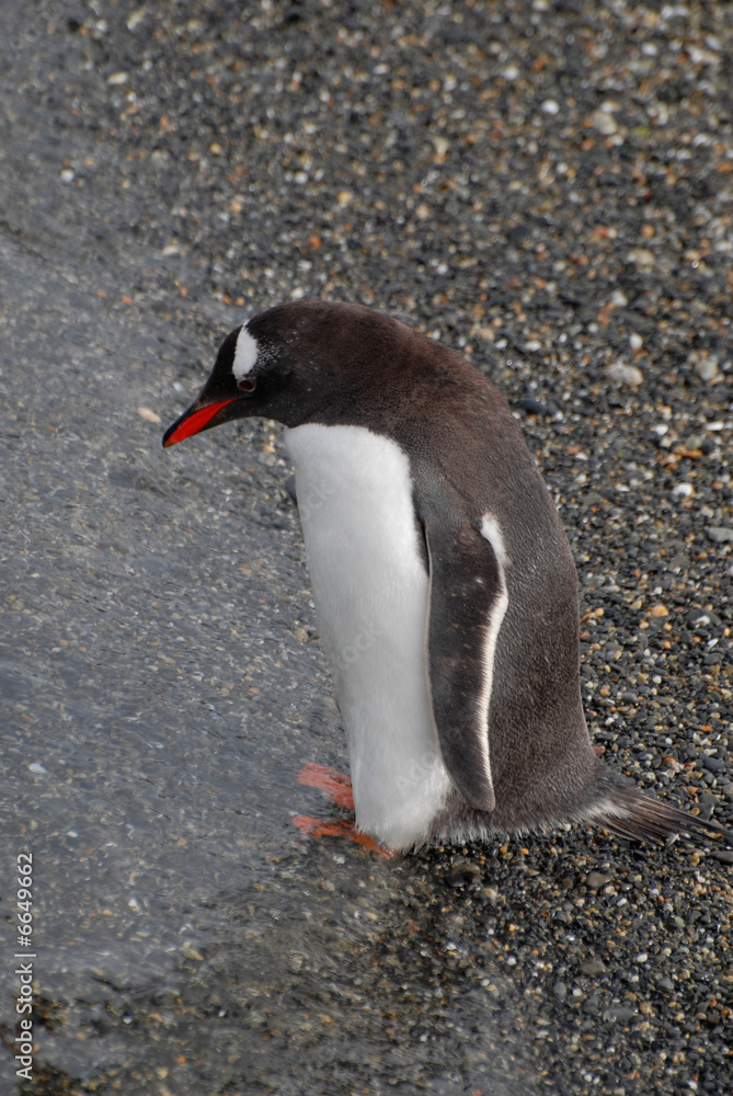 Naklejka premium Swim or not to swim? Penguin near Ushuaia