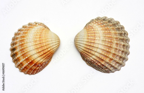Two colorful shells