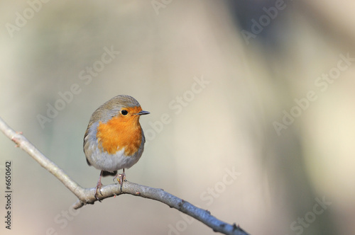 rouge gorge © NICOLAS LARENTO