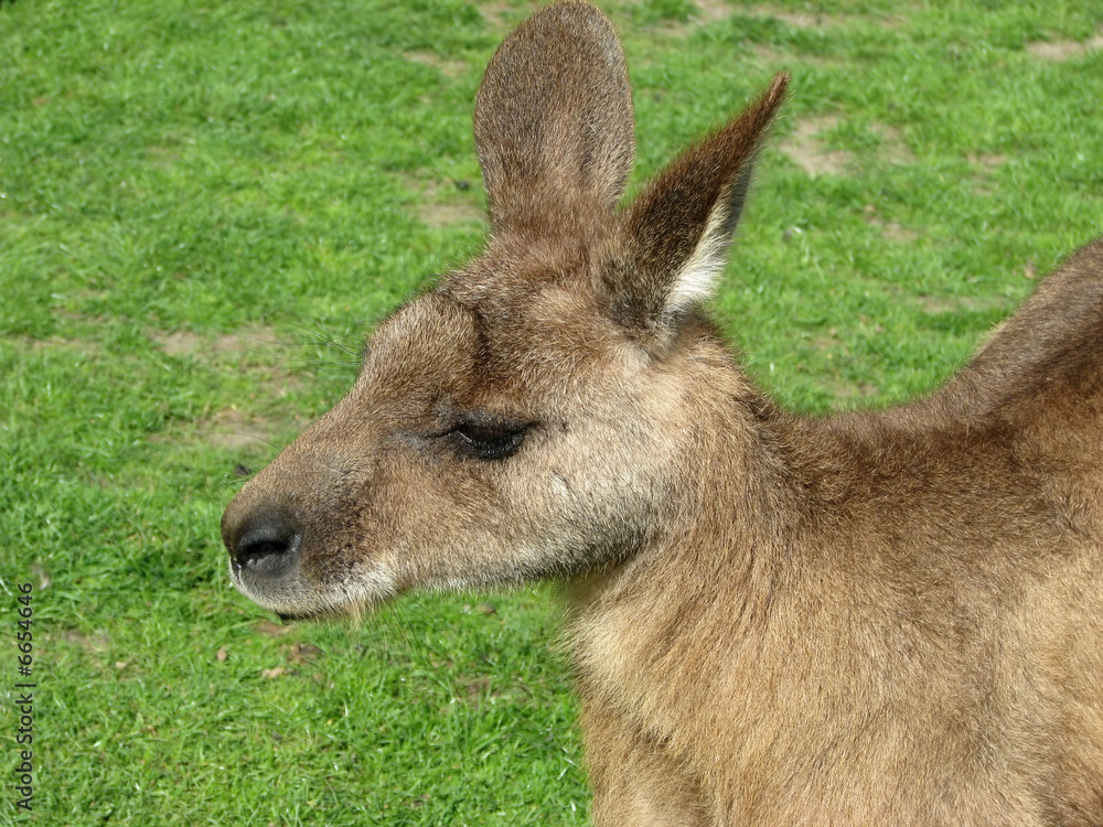 Fototapeta premium grey kangaroo