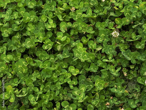 Green clover meadow