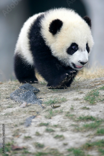 Giant Panda Cub #6661869