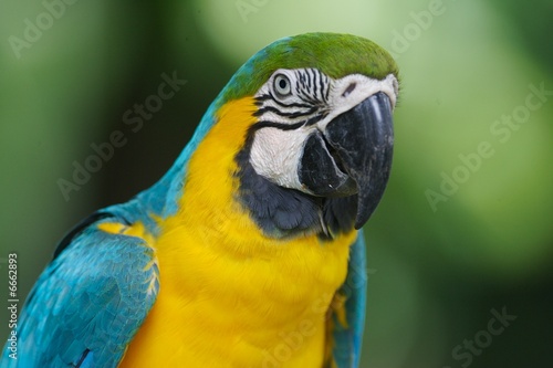 Blue & Yellow Macaw