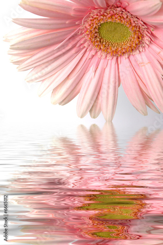 Fototapeta Naklejka Na Ścianę i Meble -  reflets de fleur de gerbera rose