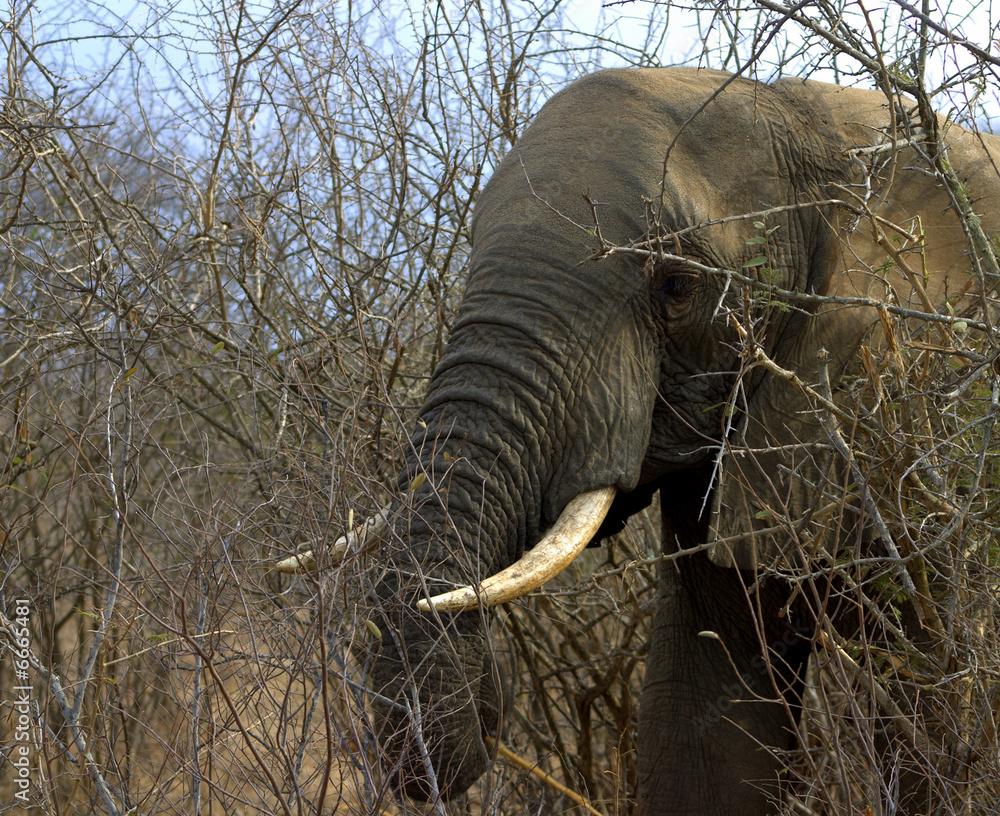 Fototapeta premium Elephant