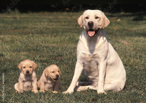 chienne et chiots labrador photo