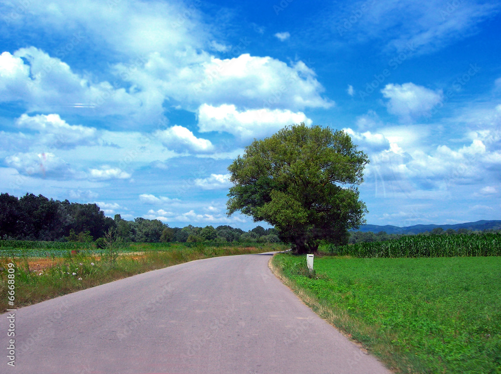 Fototapeta premium Tree by road