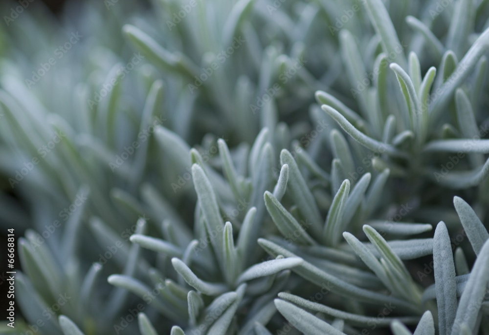 Obraz premium Lavendel