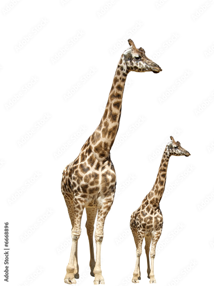 Giraffe animal nature