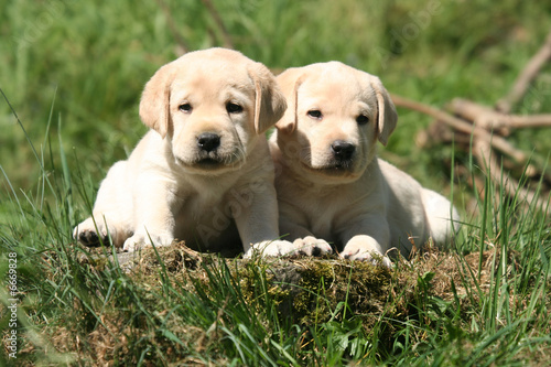 Chiots Labrador