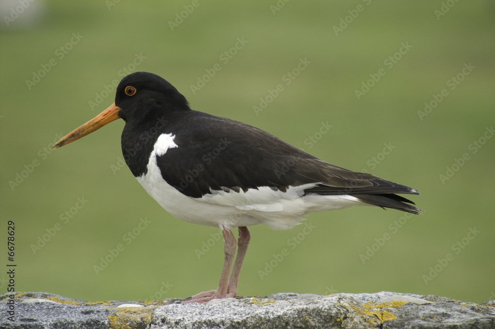Fototapeta premium Oyster catcher