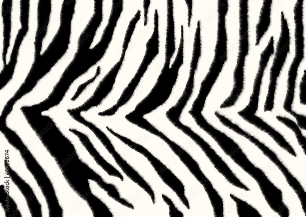 Texture - a fluffy skin of a zebra Texture - a fluffy skin of a zebra