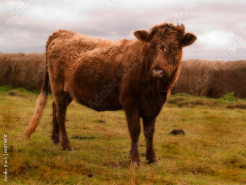 Bull on a farm © geno sajko