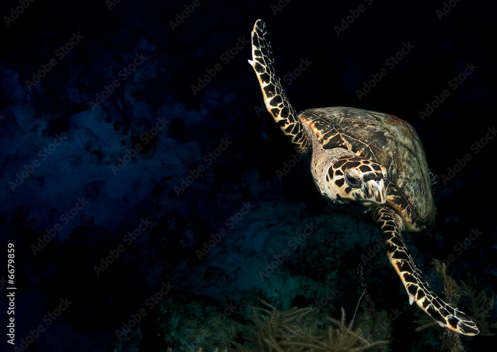 Naklejka premium Sea Turtle swimming