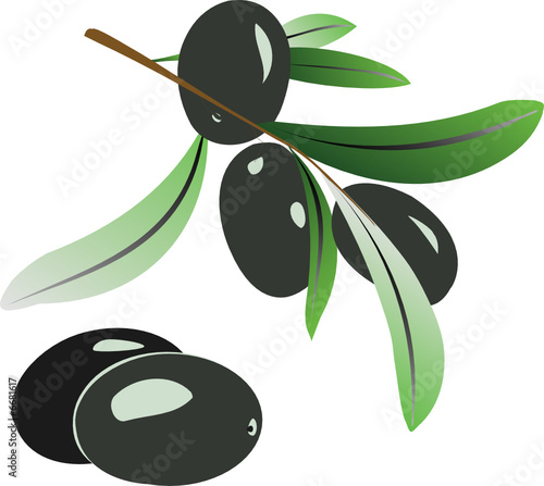 Olive tree