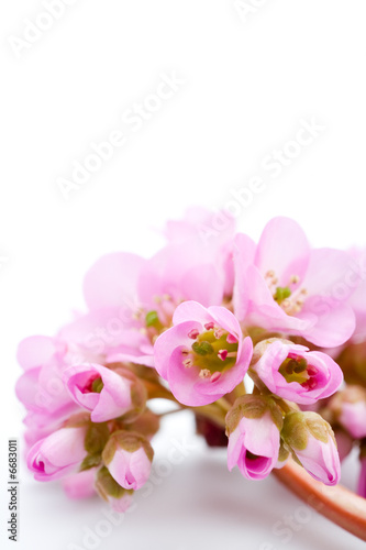 isolated spring pink flower