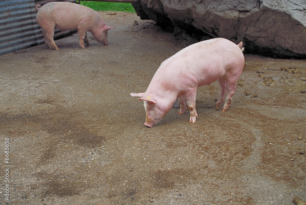 cochon dans une porcherie cochon dans une porcherie