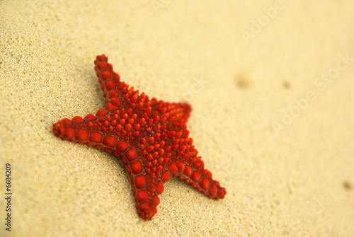 Starfish on the beach.