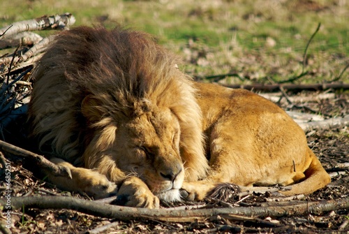 Lion