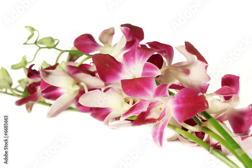 Orchids on white