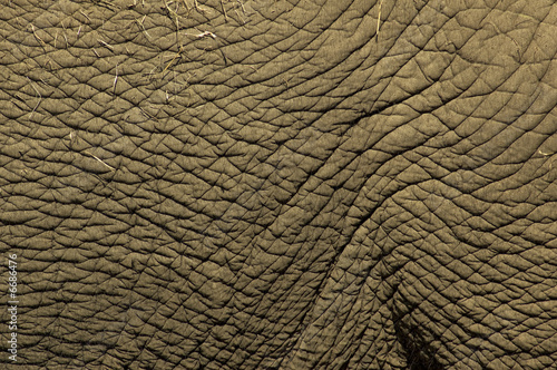 Elephant Skin