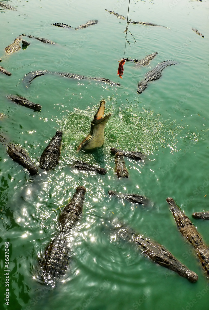 Obraz premium crocodile