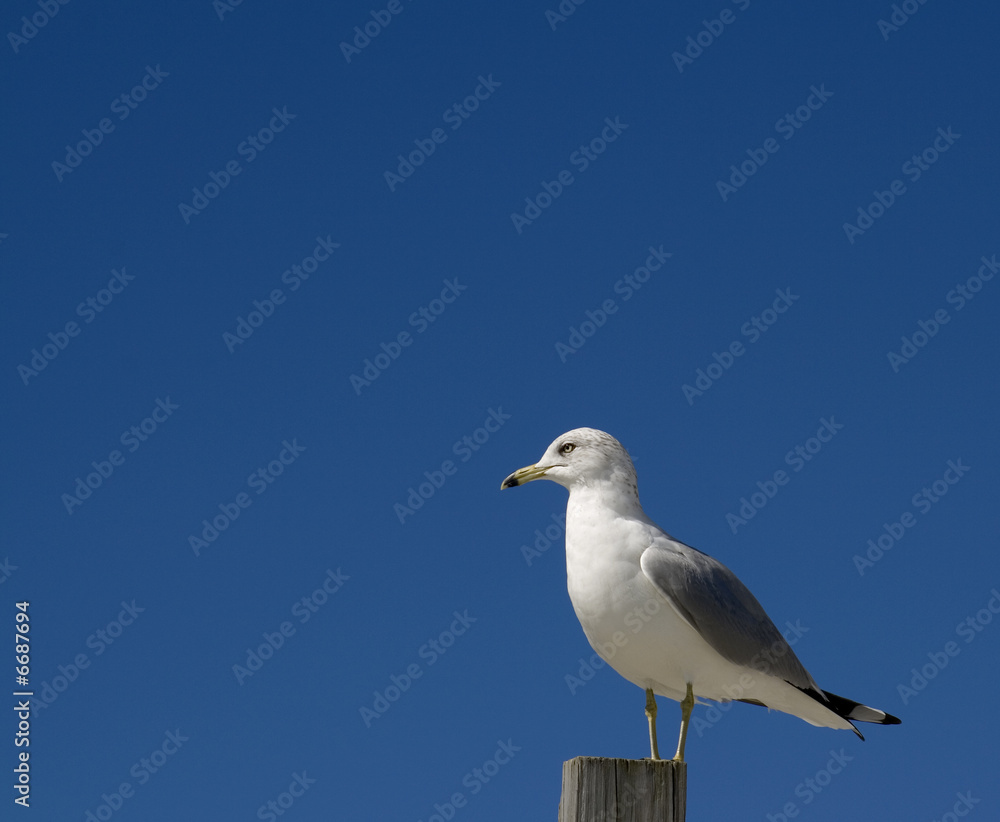 sea gull on post sea gull on post