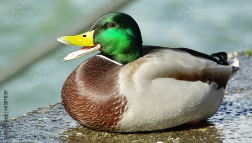 ente