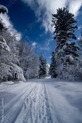 promenade neige chemin sapin hiver vosges ballade