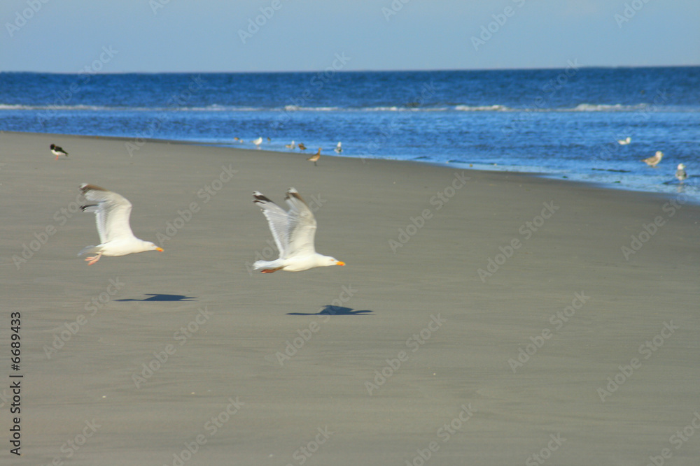 Fototapeta premium Möwen am Strand