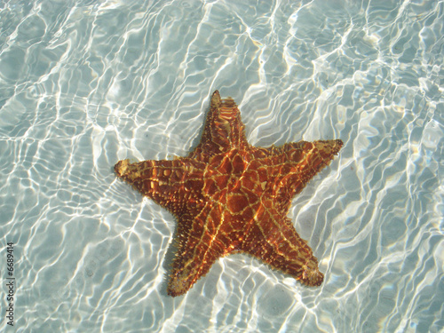 Sea Star