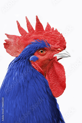 coq france bleu blanc rouge