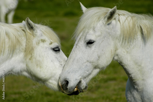 CAMARGUE 3