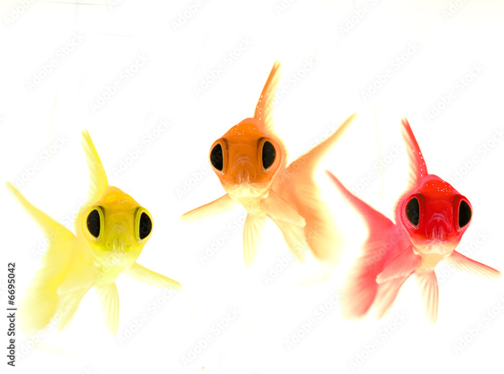 tre pesci curiosi - obrazy, fototapety, plakaty 