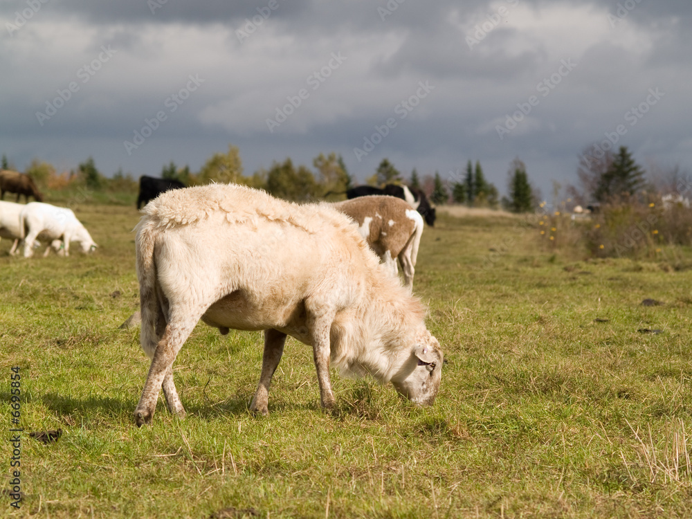 Fototapeta premium Sheep grazing in a field