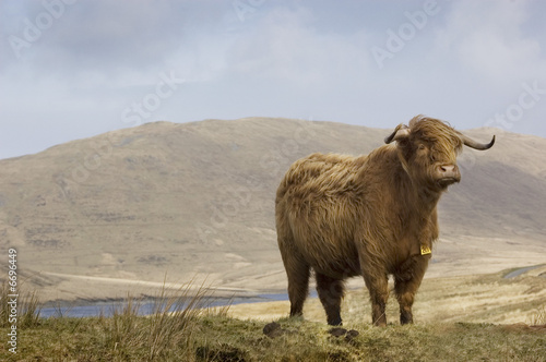 Highland Cattle