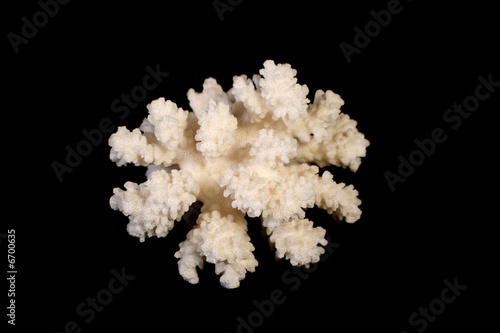 Branch of White Coral