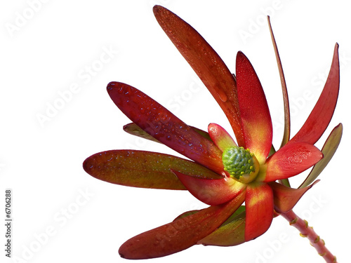 protea ( proteaceae ) n°3 photo