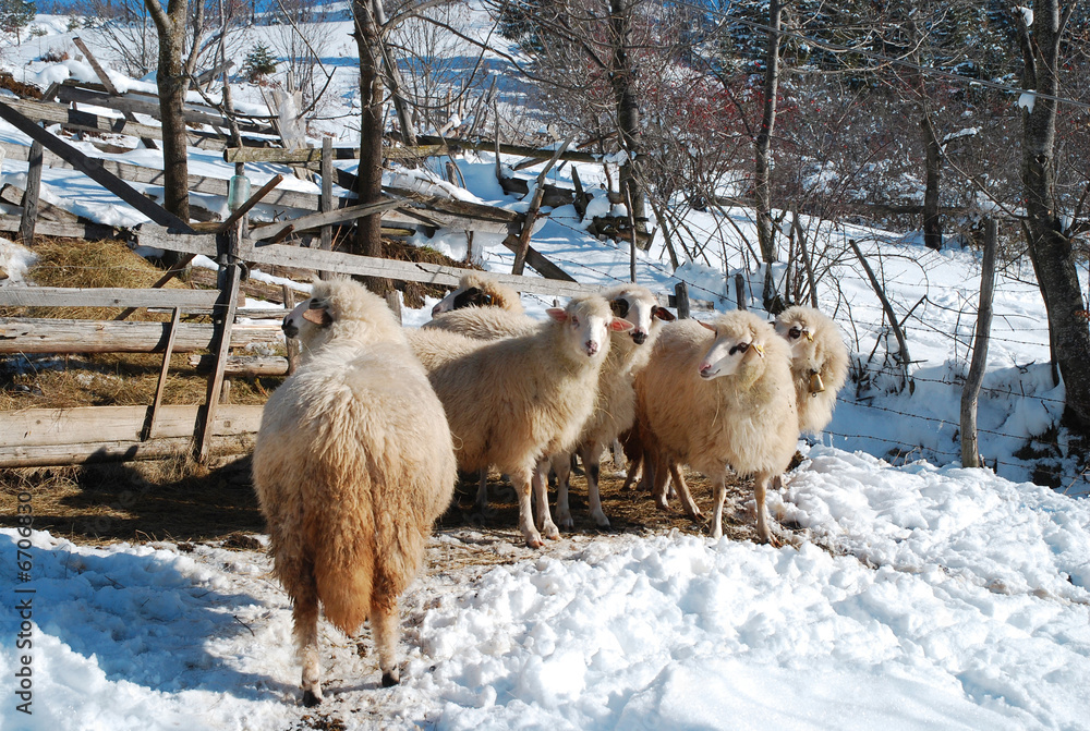 Fototapeta premium Sheeps