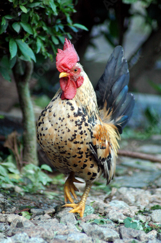 Fotografie Showoff