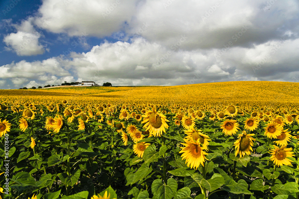 Naklejka premium Sonnenblumenfeld in Arcos, Andalusien, Spanien