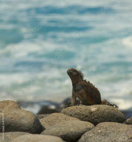 marine iguana in the beach
