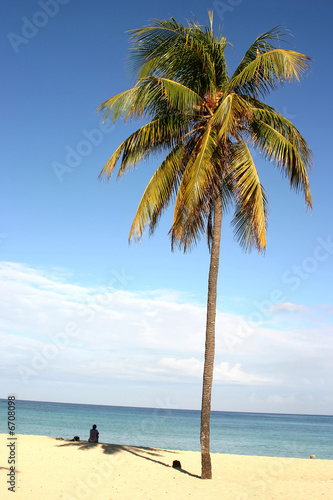 Palm on Cuban beach photo